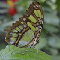 CHRISTINE_Alsace7bis