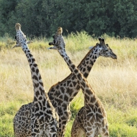 jack-Girafes-Tanzanie_DxO