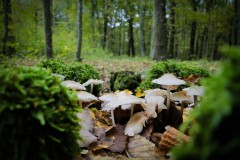 Joris_DSC06124-1