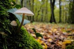 Joris_DSC06146-1