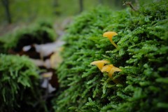 Joris_DSC06149-1