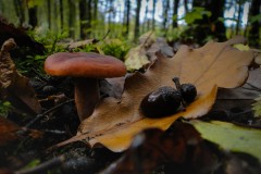 Joris_DSC06186-1