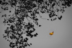Joris_DSC06339-1