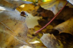 Joris_DSC06387-1