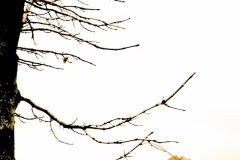 Raph_IMG_5198_LR
